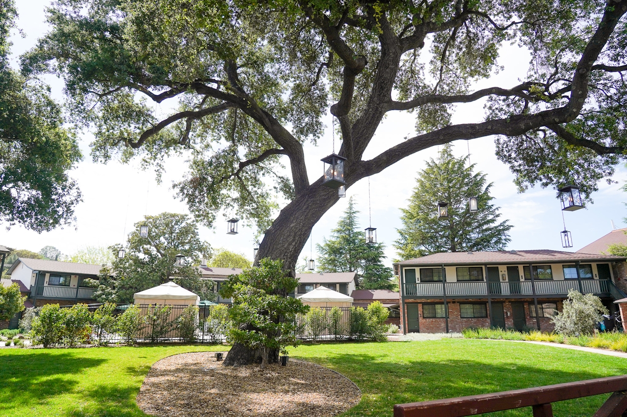 The back garden area with a beautiful oak tree at the Paso Robles Inn 