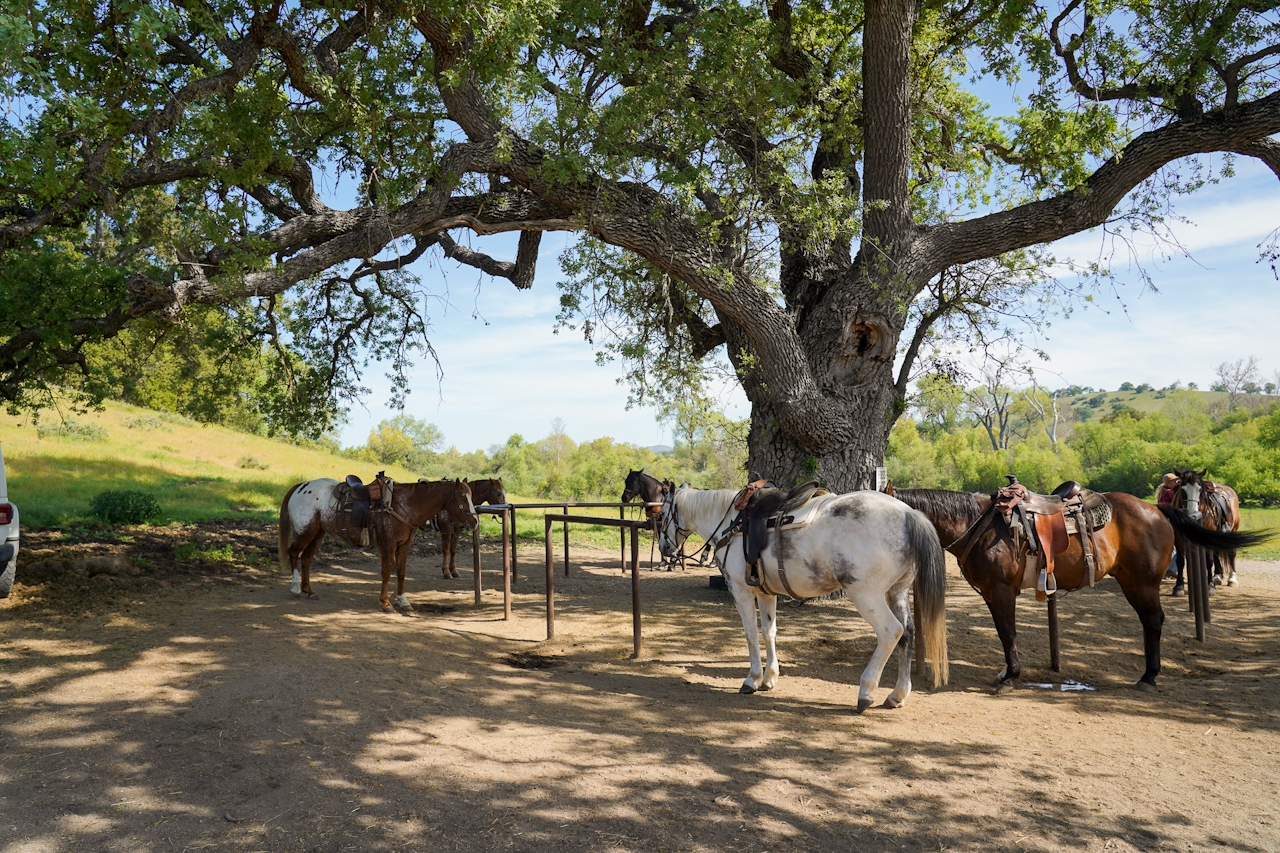 Central Coast Trailrides horses back at the main ranch in Paso Robles 