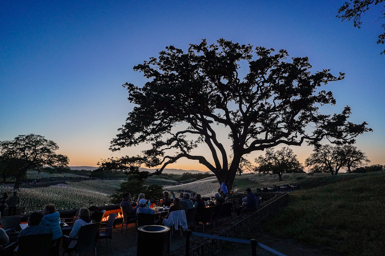 Sensorio Field of Light with an Oak Tree in the setting of Paso Robles