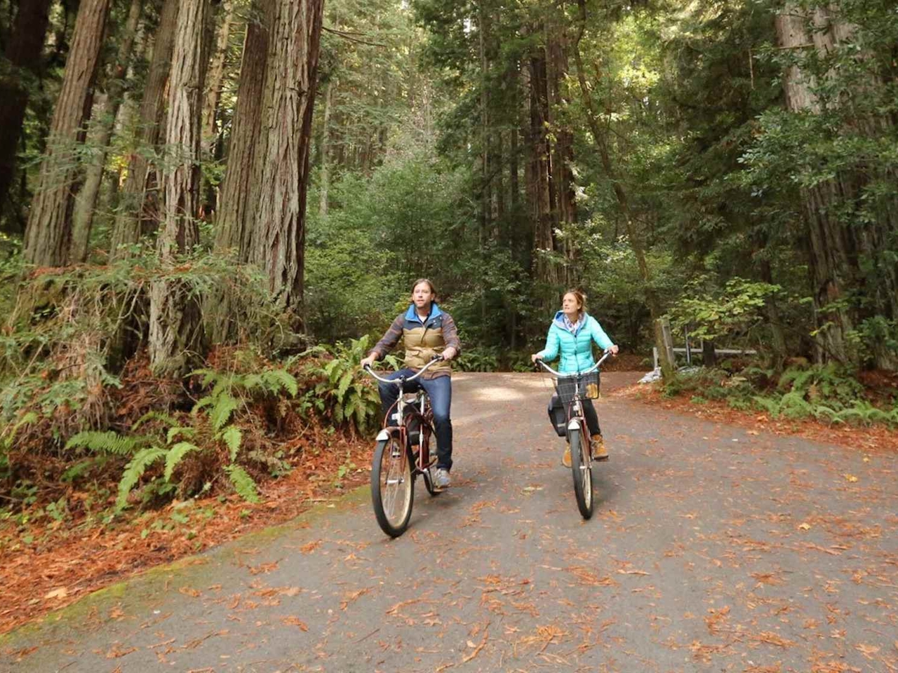 Cycing throught the forest