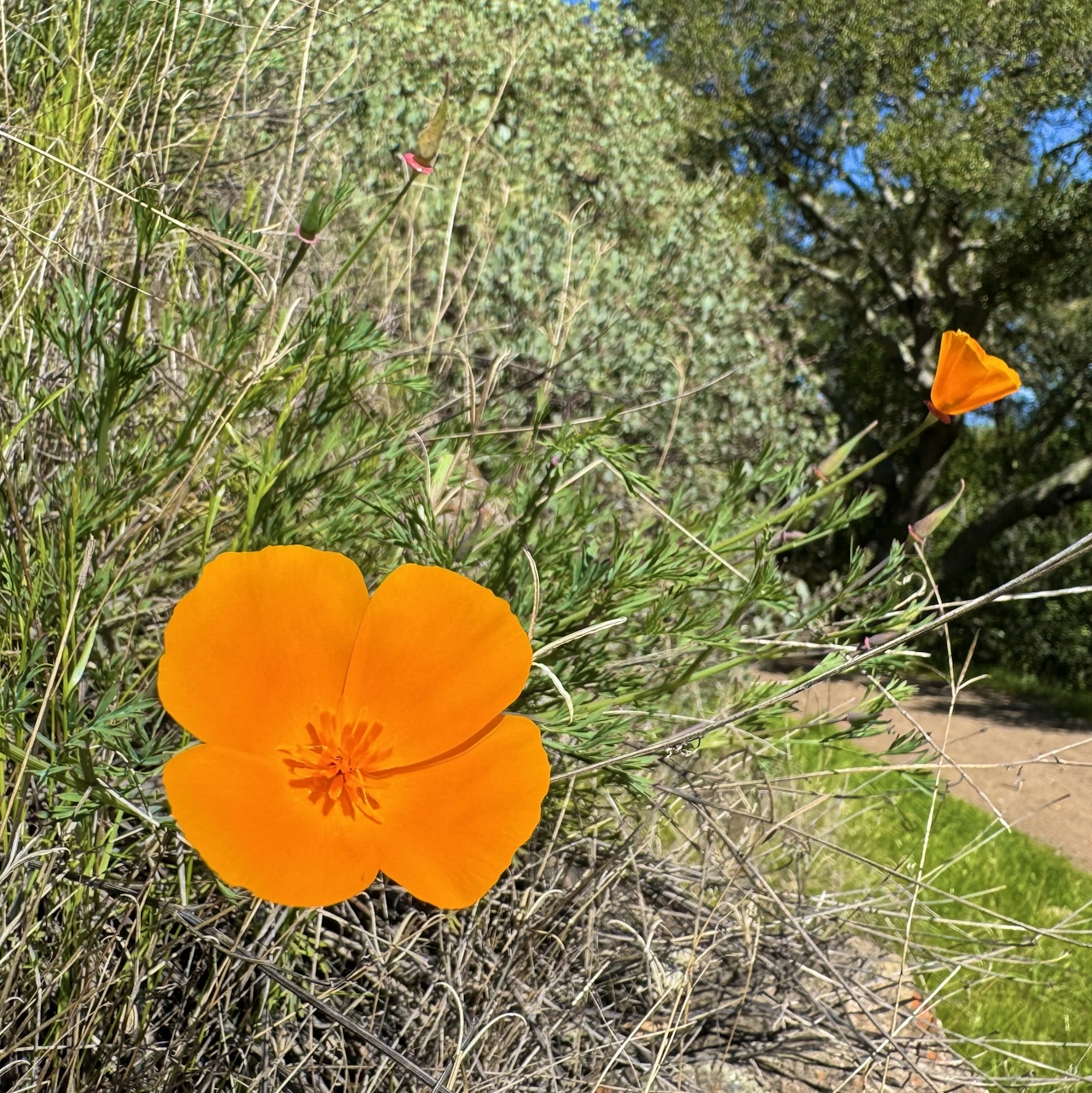 Orange California Poppy on the trail at Almaden Quicksilver County Park 
