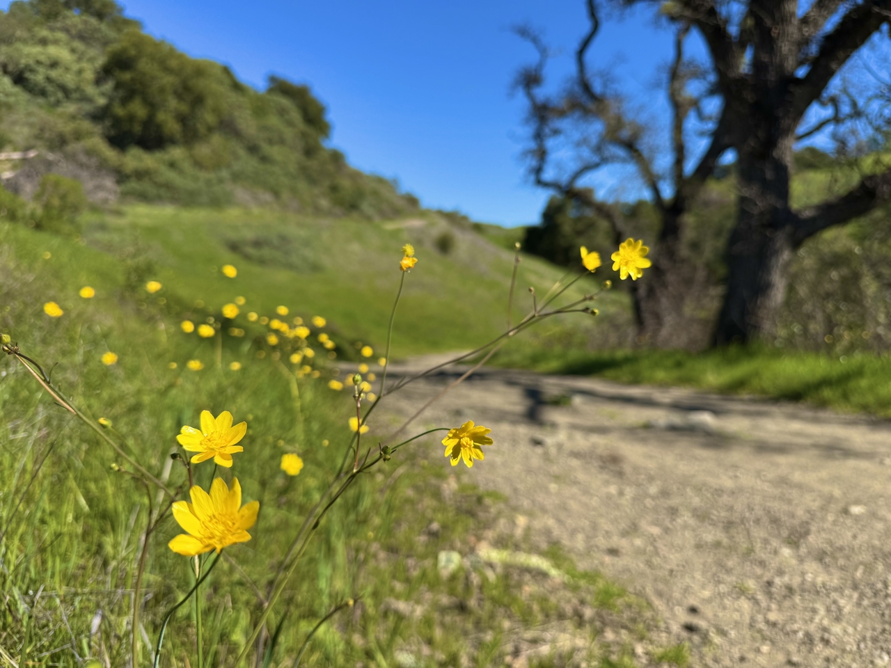 Bright yellow wildflowers line a hiking trail at Almaden Quicksilver County Park 