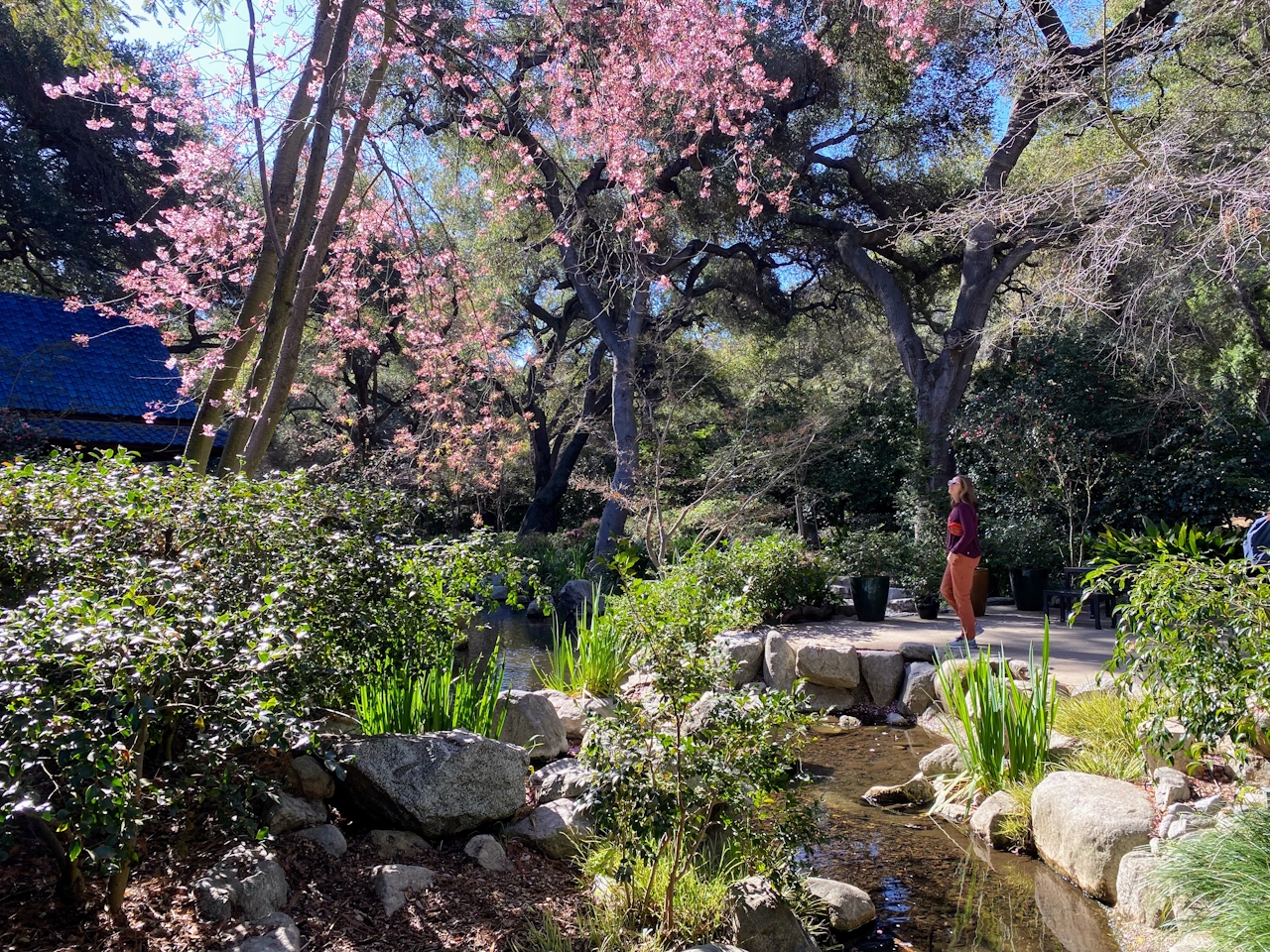 A woman is admiring the cherry blossom trees at Descanso Gardens in Los Angeles 
