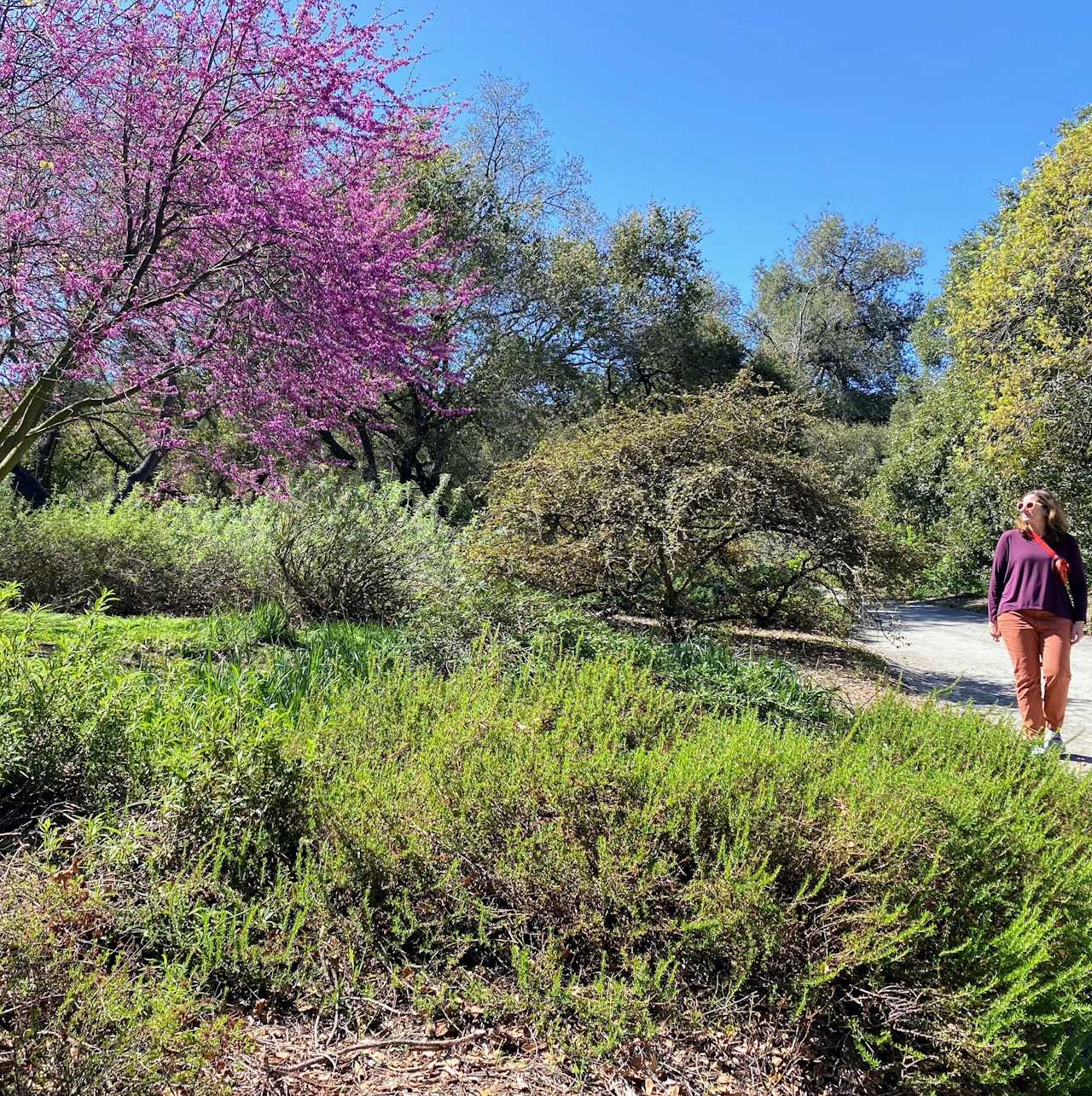 A woman walks by a blooming cherry blossom tree at Descanso Gardens in Los Angeles 