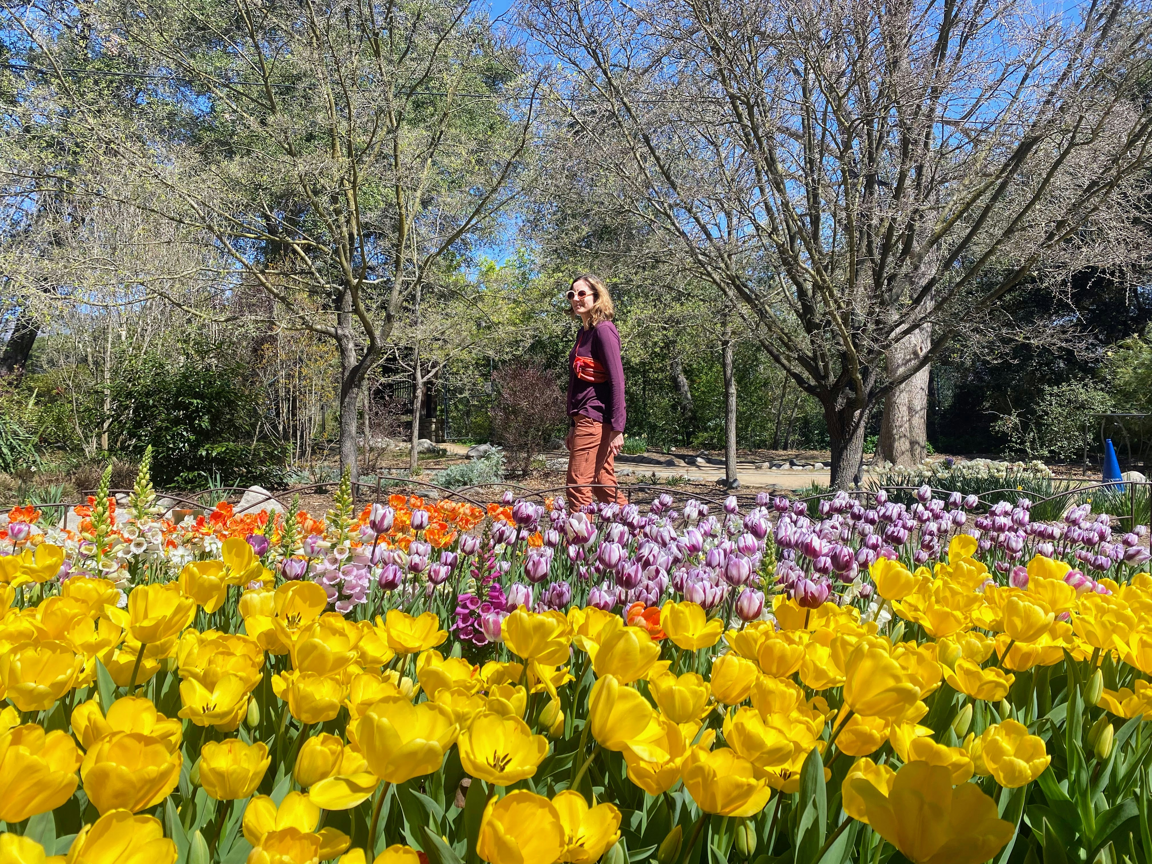 A woman stands amid an array of yellow and purple flowers at Descanso Gardens in Los Angeles